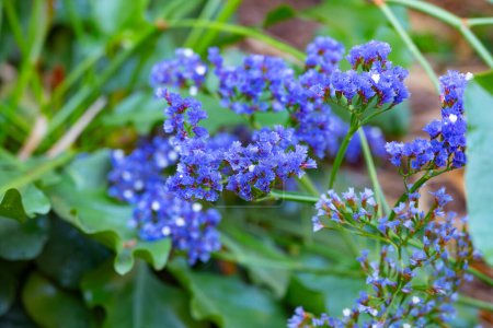 Blaue Blüten von Limonium sinuatum welliges Blatt Meer Lavendel Pflanze