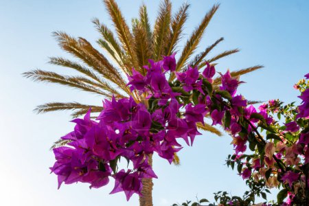 Bright purple Bougainvillea plant flowers and palm tree on blue clear sky