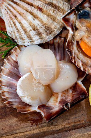 Atlantic bay scallops coquille St. James sea shells, in shells and cleaned, catch of the day in Normandy or Brittany, France on fish market