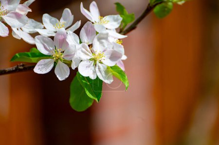 Blossom of apple trees in orchard in april, fruit region Haspengouw in Belgium, close up