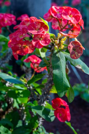 Pink blossom of ornamental indoor and outdoor tropical plant euphorbia milii or crown of thorns, Christ plant close up