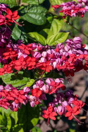Pink flowers of clerodendrum thomsoniae bleeding glory-bower blossoming plant close up
