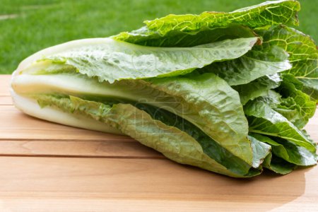 Photo for Green romaine cos lettuce source of vitamins, ready to eat and green grass - Royalty Free Image