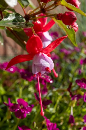 Colorful flowers of fuchsia magellanica flowers in spring garden after rain close up