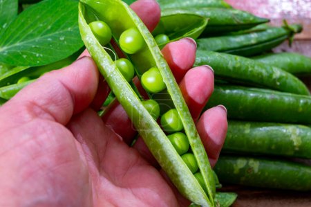 Organic gardening, harvest of green garden peas, fresh peas legumes pods, tasty vegetarian food