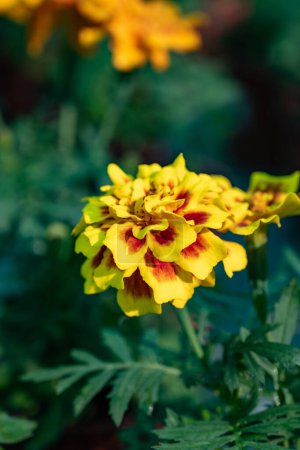 Flores amarillas de tegetes flores de caléndula erecta en tienda de jardín