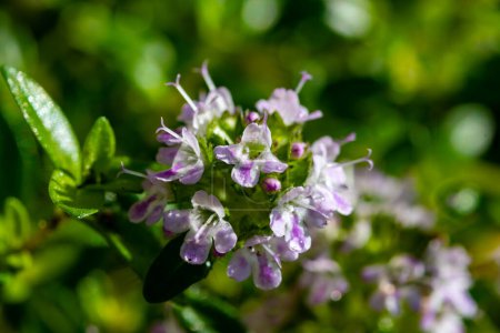 Photo for Spring blossom of pink aromatic kitchen herb thyme in garden close up - Royalty Free Image