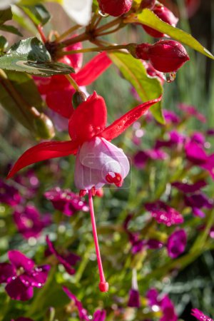 Flores coloridas de fucsia magellanica flores en el jardín de primavera después de la lluvia de cerca