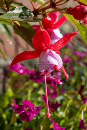 Colorful flowers of fuchsia magellanica flowers in spring garden after rain close up