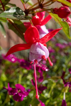 Bunte Blüten der Fuchsia magellanica blühen im Frühlingsgarten nach Regen aus nächster Nähe