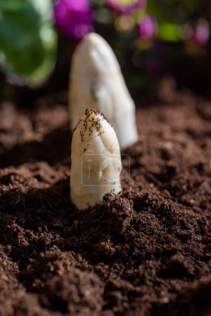 Récolte d'asperges blanches biologiques dans une ferme néerlandaise, croissance printanière sur de délicieux légumes dans un jardin et floraison d'azalées, Pays-Bas, gros plan