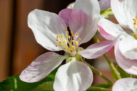 Apfelblüte im Obstgarten im April, Obstregion Hespengau in Belgien, Nahaufnahme