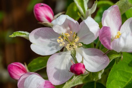 Apfelblüte im Obstgarten im April, Obstregion Hespengau in Belgien, Nahaufnahme