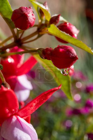 Flores coloridas de fucsia magellanica flores en el jardín de primavera después de la lluvia de cerca