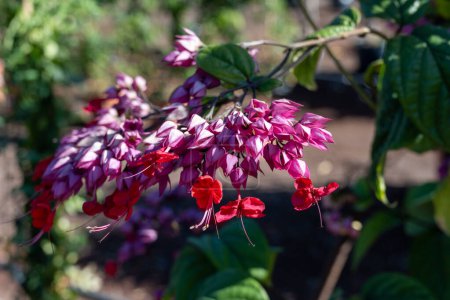 Pink flowers of clerodendrum thomsoniae bleeding glory-bower blossoming plant close up