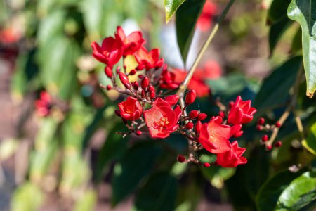 Red flowers of Jatropha flowering plants in spurge family, Euphorbiaceae, blossom of red flowers