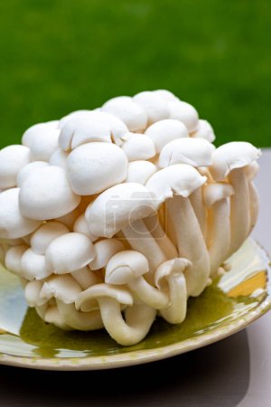 White and brown shimeji edible mushrooms native to East Asia, buna-shimeji is widely cultivated and rich in umami tasting compounds