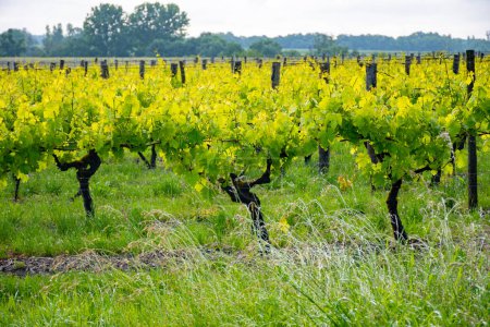 Eté sur les vignobles de la région viticole du Cognac blanc, Charente, blanc ugni blanc utilisations du raisin pour la distillation et la vinification des alcools forts du Cognac, France, Région Grand Champagne