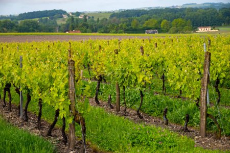 Verano en viñedos de la región vinícola blanca de Cognac, Charente, usos de uva blanca ugni blanc para la destilación de licores fuertes de Cognac y la elaboración de vino, Francia, región de Grand Champagne