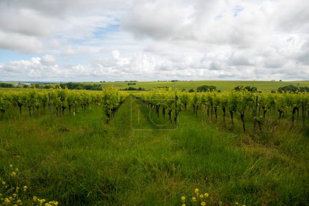 Summer on vineyards of Cognac white wine region, Charente, white ugni blanc grape uses for Cognac strong spirits distillation and wine making, France, Grand Champagne region