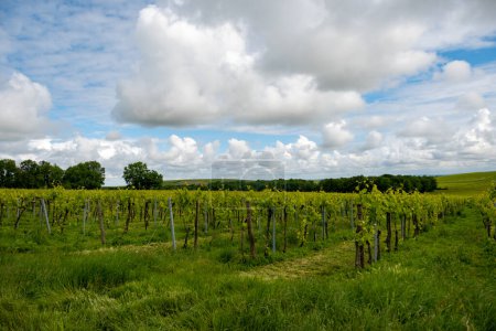 Summer on vineyards of Cognac white wine region, Charente, white ugni blanc grape uses for Cognac strong spirits distillation and wine making, France, Grand Champagne region
