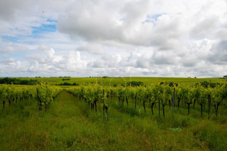 Eté sur les vignobles de la région viticole du Cognac blanc, Charente, blanc ugni blanc utilisations du raisin pour la distillation et la vinification des alcools forts du Cognac, France, Région Grand Champagne