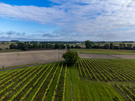 Summer on vineyards of Cognac white wine region, Charente, white ugni blanc grape uses for Cognac strong spirits distillation and wine making, France, Grand Champagne region, aerial view