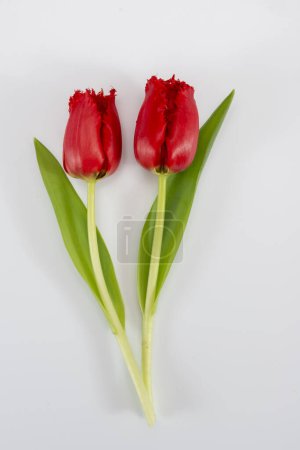 Colorful spring red tulips on white background copy space top view, celebration card, decoration or wallpaper concept