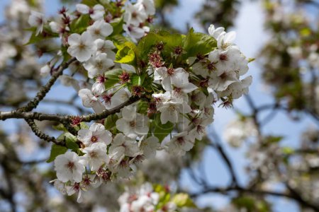 Frühlingsblüte des Kirschbaums im Obstgarten, florale Naturlandschaft, grüne Blätter und weiße Blumen