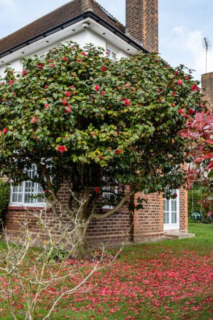 Große rote Blüten von Kamelienstrauch oder -baum, blühende Pflanze, die im britischen Garten in London, Hampstead, aus nächster Nähe wächst