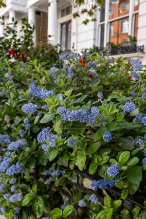 Blue flowers of eltleaf ceanothus, island ceanothus, or sland mountain lilac flowering tree in London's garden, UK in spring