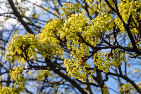 Acer platanoides, commonly known as Norway maple tree in spring blossom
