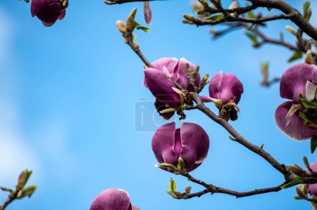 Blue sky and pink blossom of Magnolia stellata ornamental tree in spring