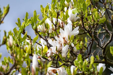 White blossom of Magnolia stellata ornamental tree in spring