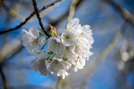 Spring blossom of sakura wild cherry tree in orchard, floral nature landscape, green leaves and white flowers