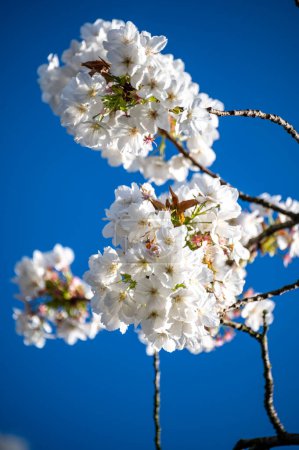 Spring blossom of sakura white cherry tree in orchard and blue sky, floral nature landscape, green leaves and white flowers