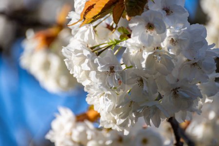 Foto de Flor primaveral de sakura cerezo blanco en huerto y cielo azul, paisaje de naturaleza floral, hojas verdes y flores blancas - Imagen libre de derechos