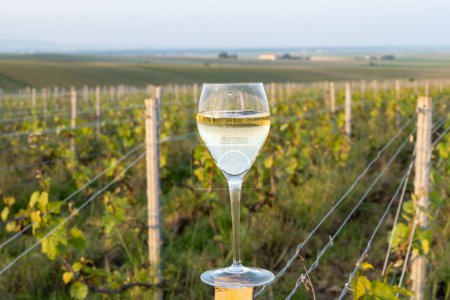 Verkostung von Grand Cru Sekt Brut Weißwein Champagner auf den sonnigen Weinbergen der Cote des Blancs im Dorf Cramant, Champagne, Frankreich, Glas französischer Wein auf dem Weinberg