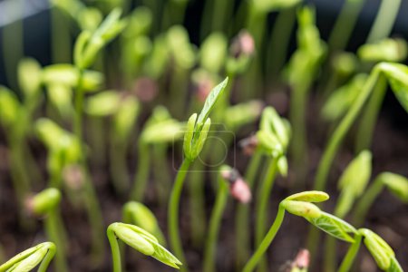 Junge Sprossen von neuen Hülsenfrüchten und Gemüsesorten in der Samenbank, Sämlinge für die Frühjahrsaussaat auf den Feldern, Nahaufnahme