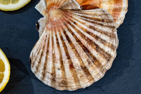 Conchas de mar de la bahía atlántica coquille St. James, la captura del día en Normandía o Bretaña, Francia en el mercado de pescado