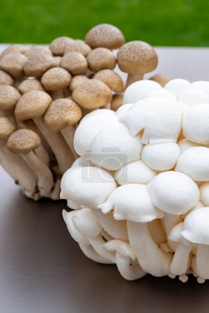 White and brown shimeji edible mushrooms native to East Asia, buna-shimeji is widely cultivated and rich in umami tasting compounds