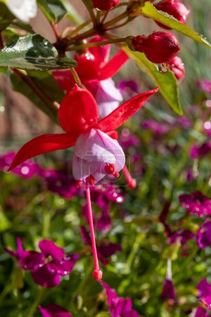 Bunte Blüten der Fuchsia magellanica blühen im Frühlingsgarten nach Regen aus nächster Nähe