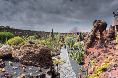 Foto de Lanzarote, Spain, 19 March 2022: The Cactus Garden, called "Jardin de Cactus", with many species of cactus from all around the world, in the volcanic island of Lanzarote, Canary Islands - Imagen libre de derechos