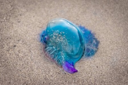 Photo for Colorful Portuguese man-o-war jellyfish on the sand beach of Famara in Lanzarote. Atlantic Ocean fauna. Canary Islands, Spain. - Royalty Free Image
