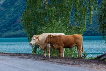 Foto de Vacas en el lado del lago del lago glacial Lovatnet, Noruega - Imagen libre de derechos