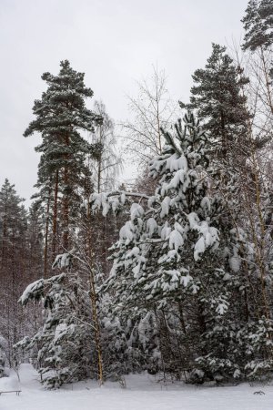 Beautiful snowy forest, winter landscape in Finland