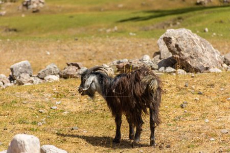 Foto de Cabra en el valle de Zeravshan, Tayikistán - Imagen libre de derechos