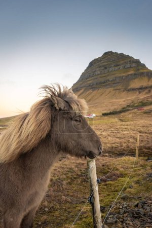 Cheval islandais dans le paysage naturel pittoresque de Kirkjufell, Islande. Le cheval islandais est une race de cheval développée dans ce pays.