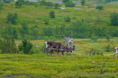 Herde wilder Rentiere in der Tundra Norwegens