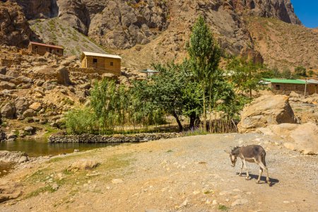 Esel in einem Dorf im Fann-Gebirge, Tadschikistan